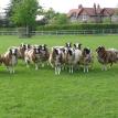 Ewe Lambs